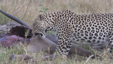 leopard tearing a waterbuck to pieces, grabbing the prey and shaking its head