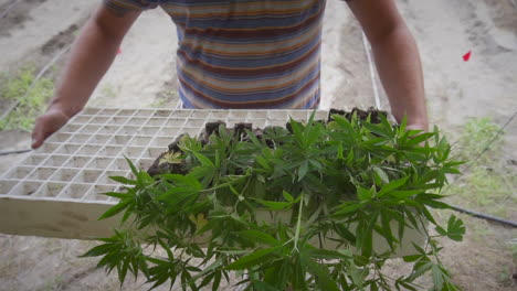 man holding a harvest of hemp plants to grow outside on farm