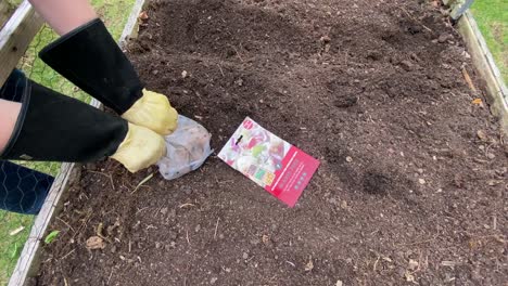 opening packet of maris peer potatoes and rubbing off extra sprouts