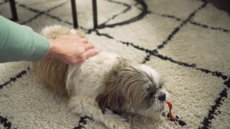 boomer dog getting petted while playing with chew toy in living room, medium shot