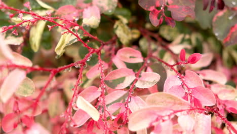 Gotitas-Después-De-Las-Lluvias-Colgando-De-Un-Arbusto-De-Helado-De-Color-Rosa,-Tiro-Inclinado-Hacia-Arriba