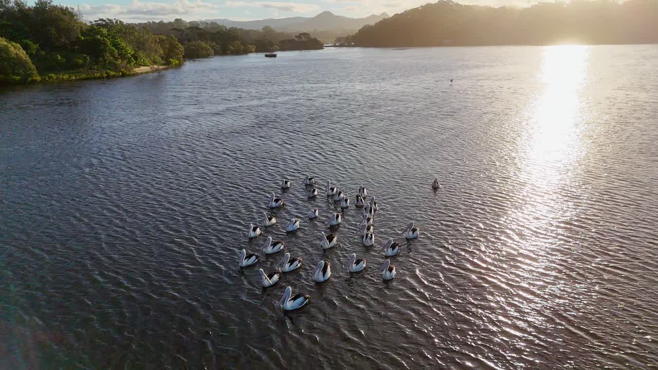 Aerial view of pelicans gracefully floating on a river at sunset, captured by a drone in Brunswick Heads, NSW