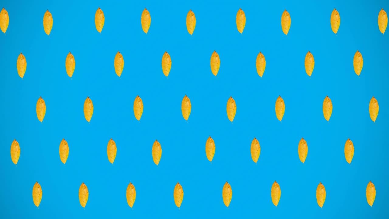 Animation of rows of autumn yellow leaves on blue background