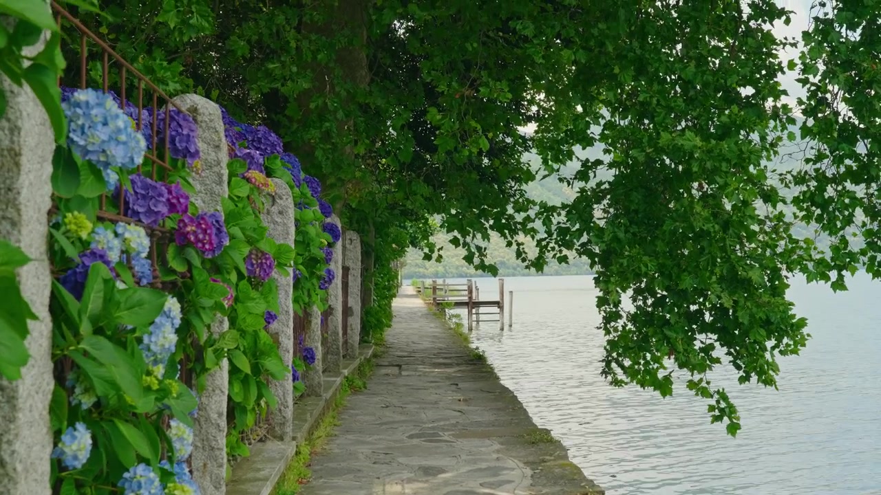 Colorful shot of a charming walking path along an Italian lake framed by blooming hydrangeas and a graceful overhanging tree, creating a peaceful and picturesque atmosphere.