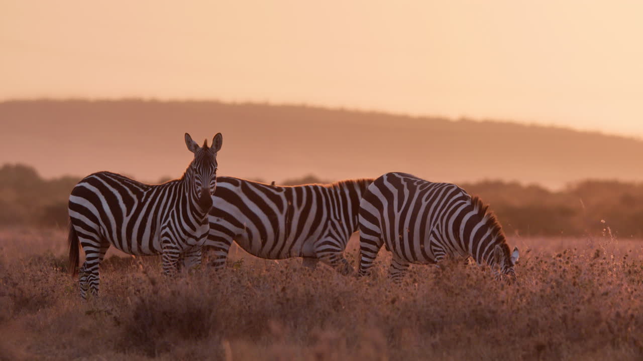 Inquadratura grandangolare estrema di un gruppo di zebre che si nutre mentre un'altra cammina.
