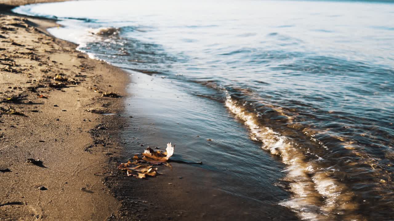 작은 파도가 모래사장을 때리며 움직이는 세 개의 주황색 단풍잎