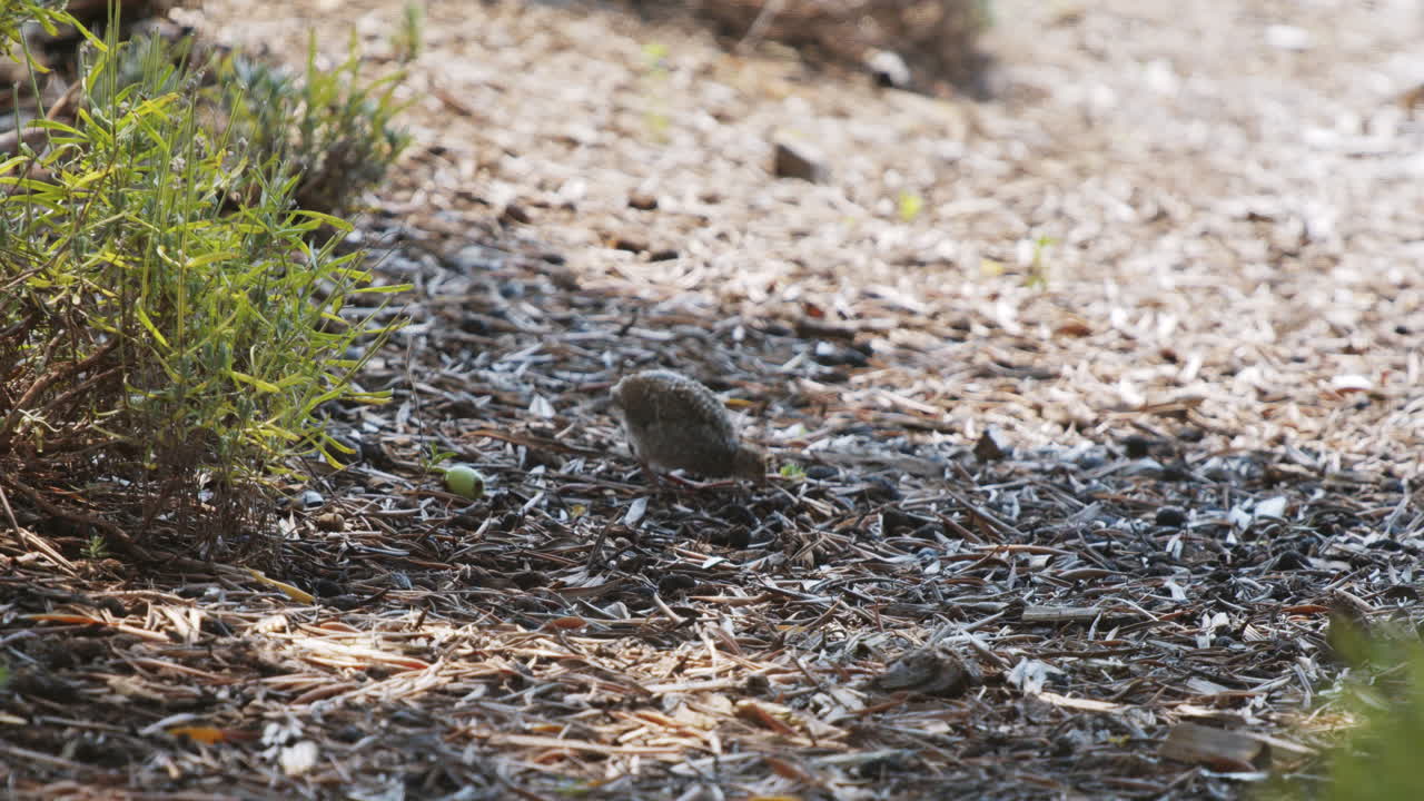 California quail chick eating in slow motion