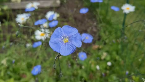 delicate blue flower linum and daisies growing in garden, top view close up