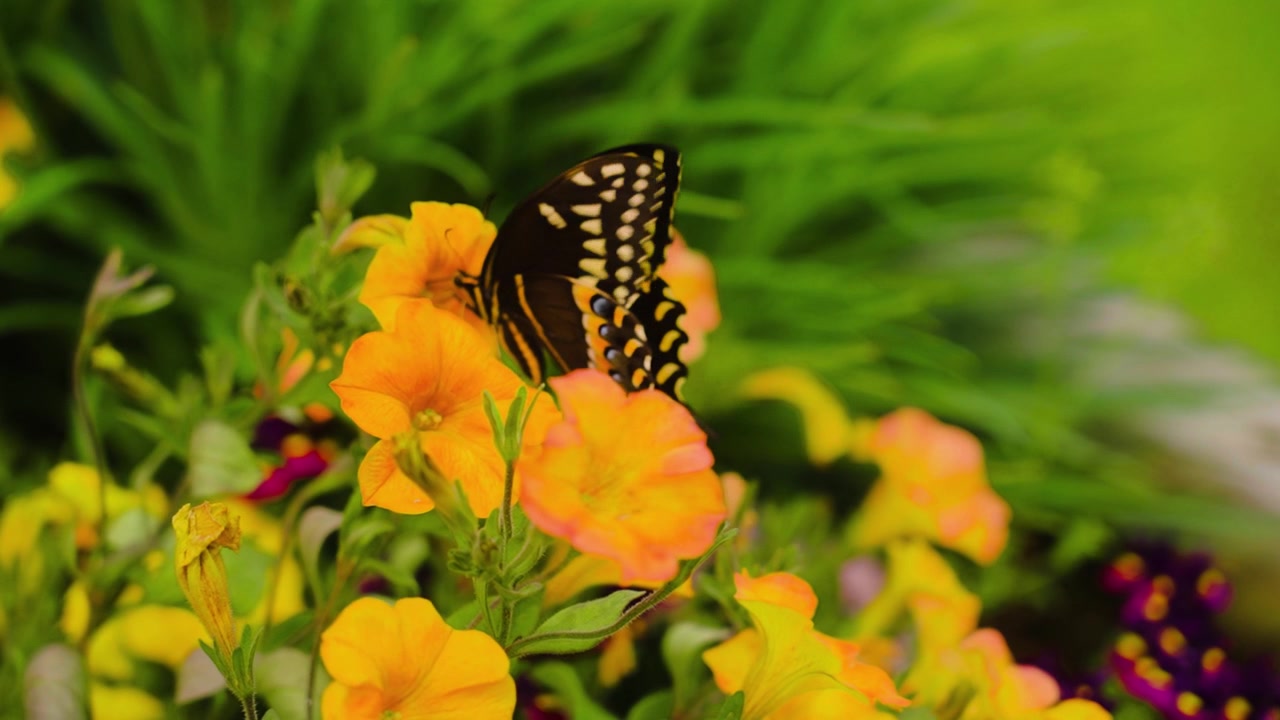 Una farfalla macaone impollina vivaci fiori di calibrachoa arancioni in un giardino della costa orientale.