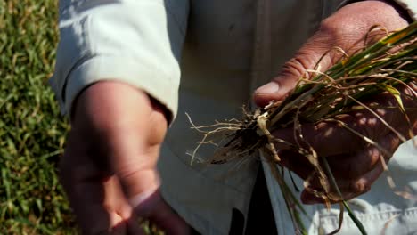 man hands showing very dry summer crops, dry summer that affected crops and the land