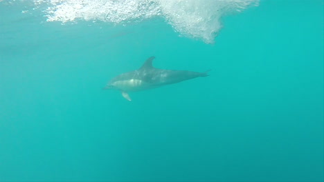 a dolphin swims close to a speedboat, underwater shot