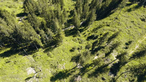 Drone's-sunlit-exploration-above-woodlands,-revealing-patches-of-clearings-and-varying-tree-density