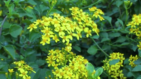 kleine gelbe blüten, die sich im wind bewegen