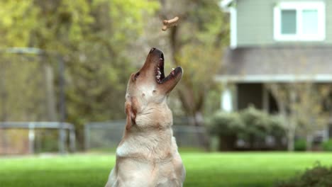 dog catching treat in slow motion