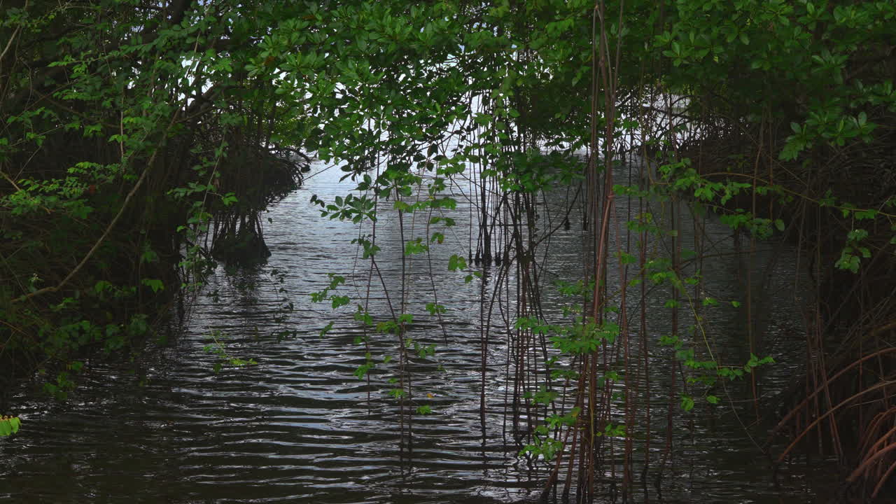 slowmotion shot of mangrove roots being covered with the incoming tide in Panama