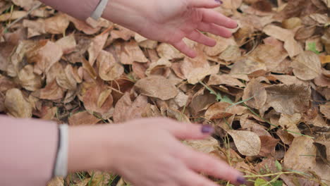 close-up of a woman's hands wearing pink cloth with polished nails, gently picking and lifting dry autumn leaves, detailed texture of foliage