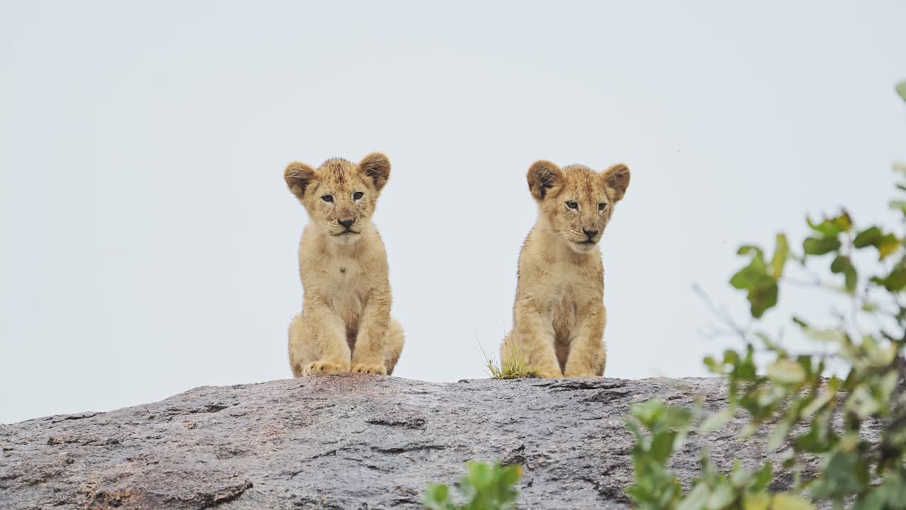 leeuwenkinderen in serengeti in afrika in tanzania op afrikaanse dieren wildlife safari in serengetti national park, witte achtergrond en jonge schattige kleine leeuwen op rotsen, zittend op een rots