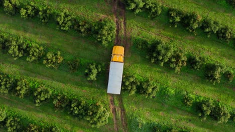 Drohne:-Lkw-Fahren-In-Avocadofeldern