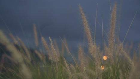 dancing reed on side of busy road