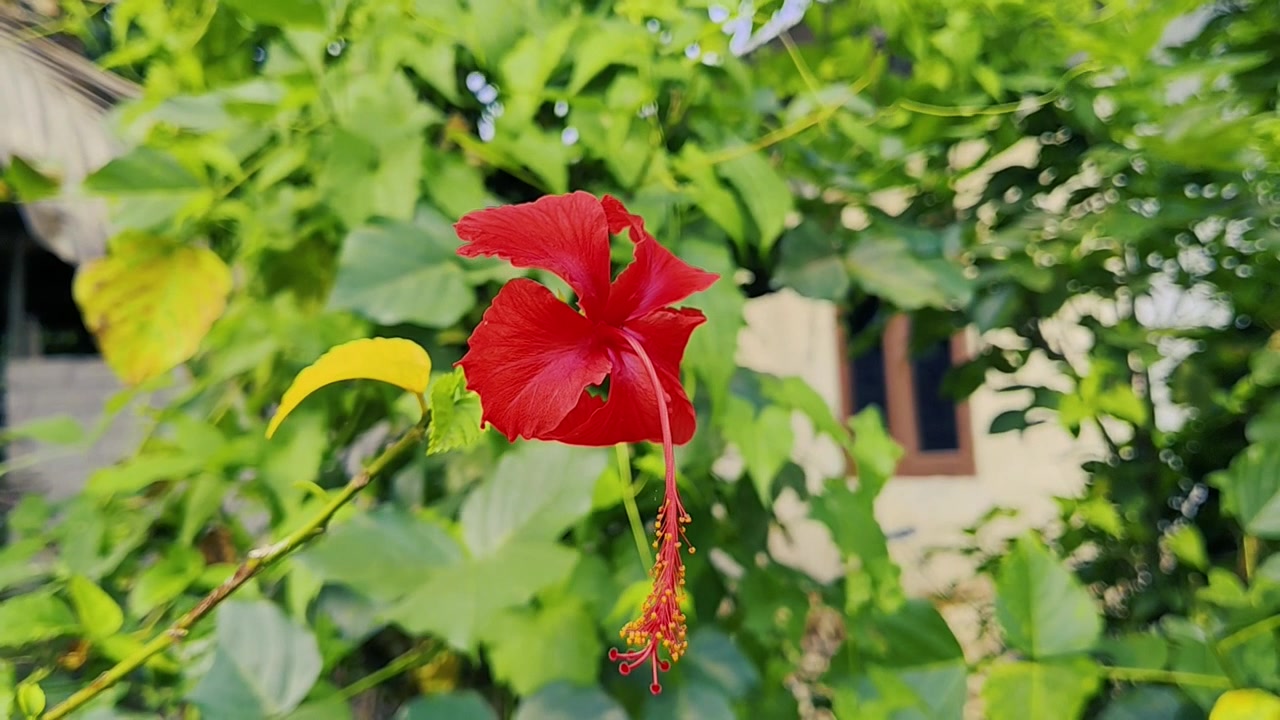 Fiore di ibisco rosso vibrante che sboccia in un giardino lussureggiante