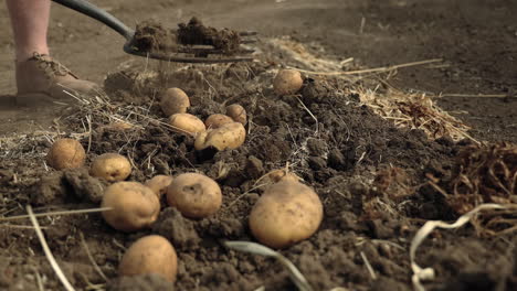 man harvesting potatoes with digging fork from row of dirt, closeup