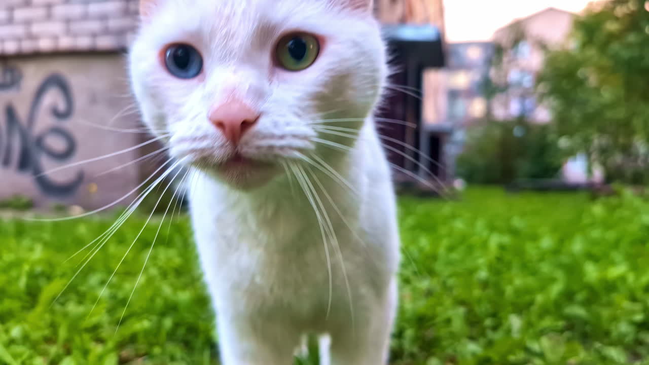 Blue green different eye color cat pet feline heterochromia white fur up-close outdoor
