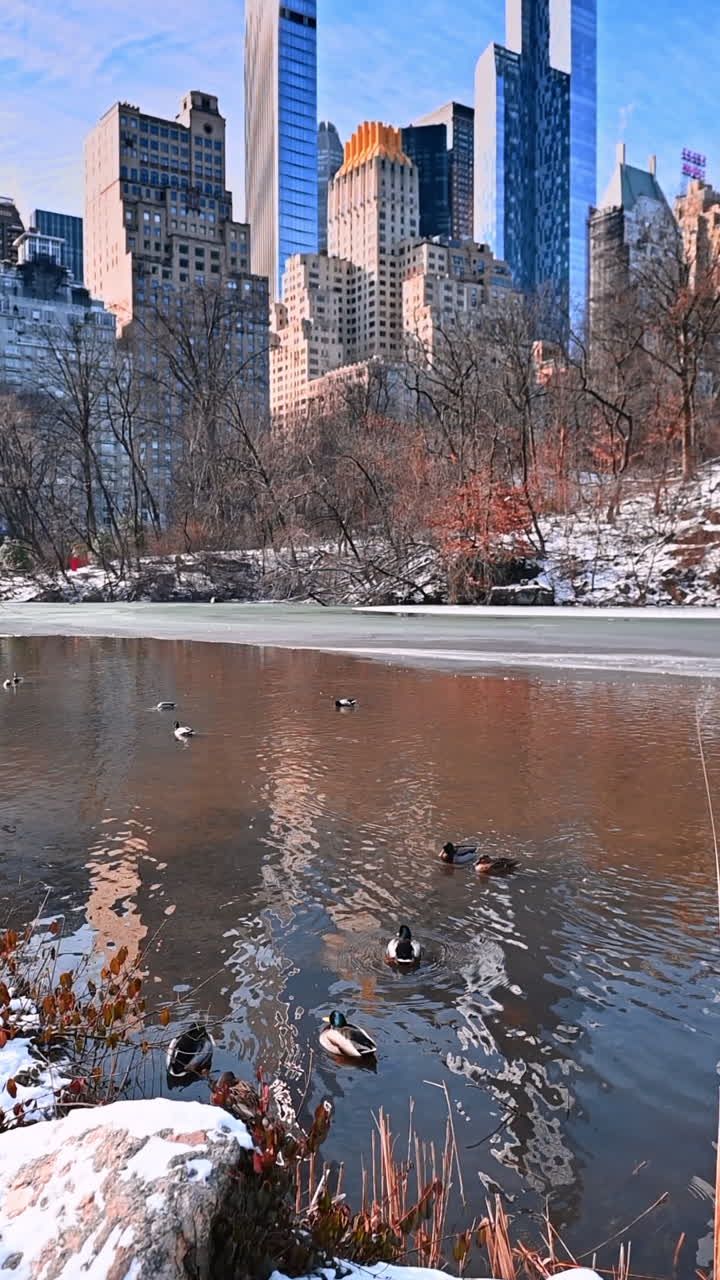 Winter view of Central Park in New York. Central Park showcases winter beauty with a frozen pond, brown reeds, and skyscrapers reflecting in the water