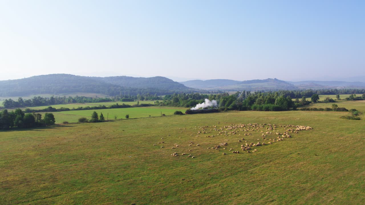 Upea drone-otoksessa näkyy historiallinen höyryjuna, joka kulkee suuren lammaslauman ohi, laiduntaen rauhallisesti pellolla. Ajaton, idyllinen näkymä Romanian maaseudulta.