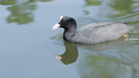 Blässhuhn-Schwimmt-In-Zeitlupe-Im-Offenen-Wasser