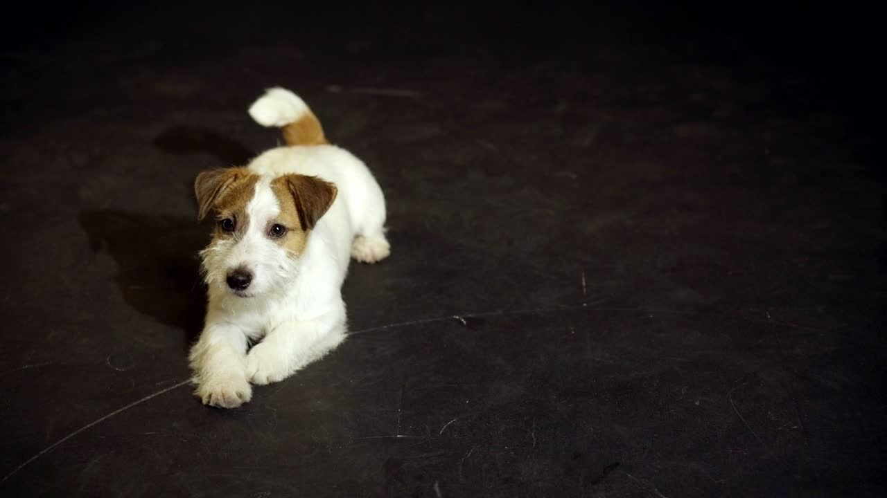 악랄한 강아지 잭 러셀 테리어는 바닥에서 굴러가고 있습니다.