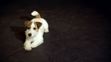 el pervertido cachorro jack russell terrier está rodando en el suelo