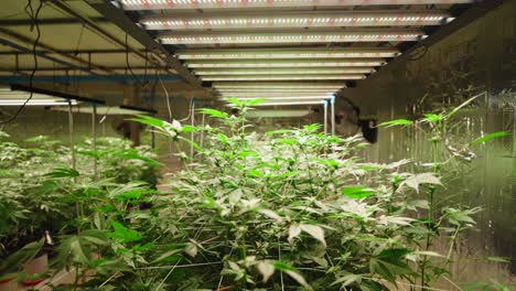 indoor cannabis grow operation