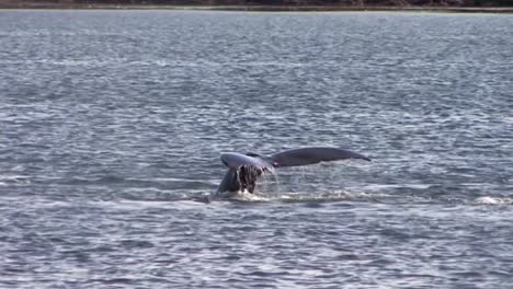 Fluke-De-Cola-De-Ballena-Jorobada-Buceando-En-Aguas-De-Alaska