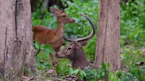 the eld's deer is an endangered species due to habitat loss and hunting