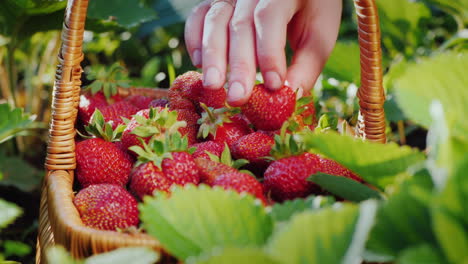 a farmer puts strawberries in a basket harvesting berries