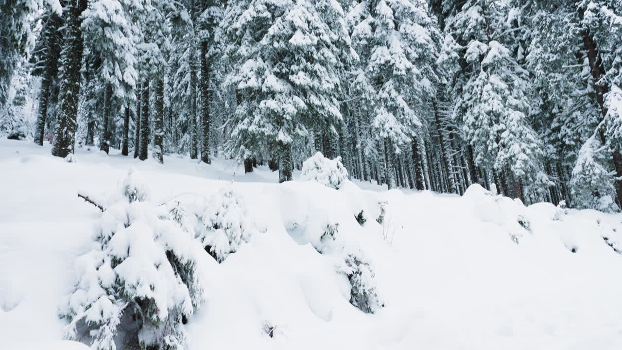 árboles cubiertos de nieve en el bosque de invierno