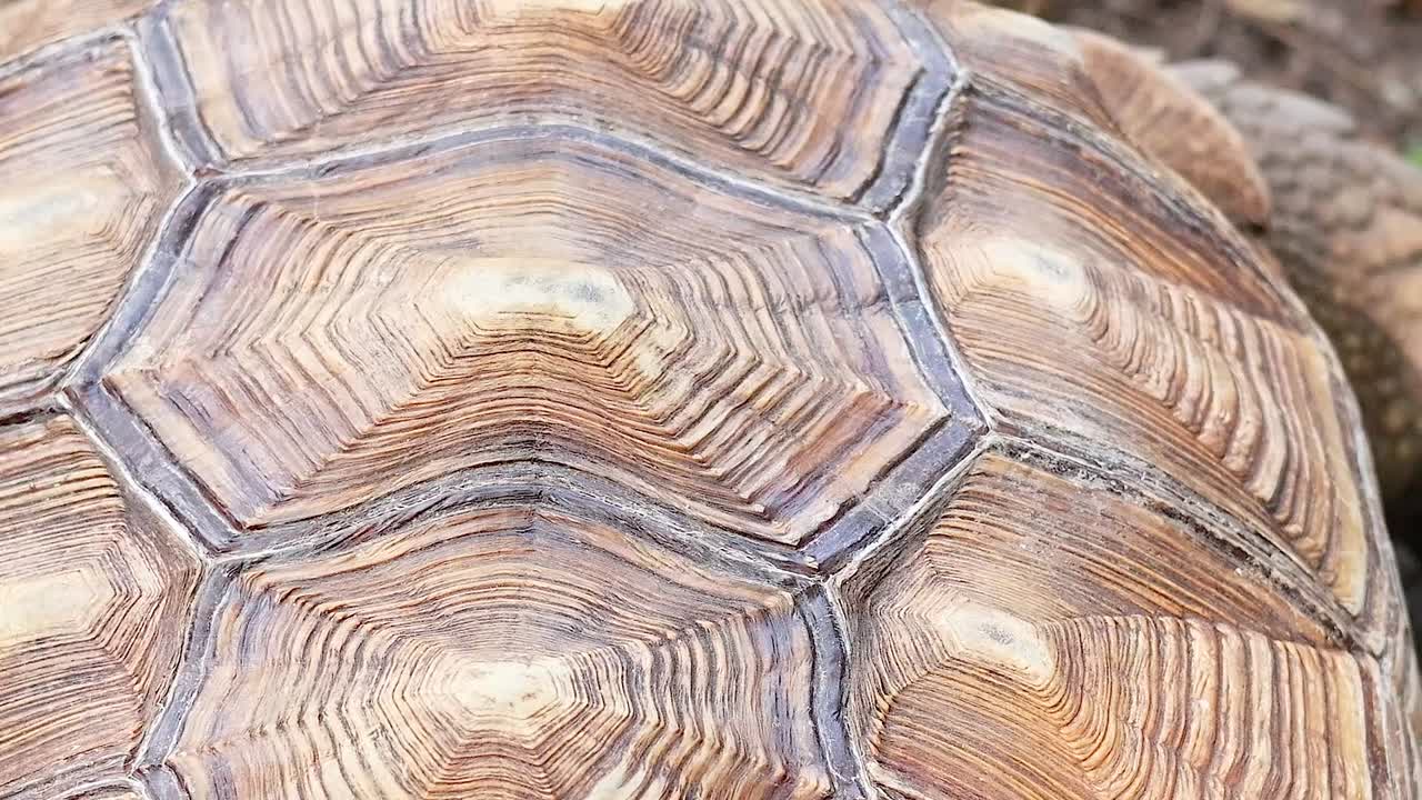 Detailed view of a tortoise shell showing intricate patterns and textures on a dirt surface.