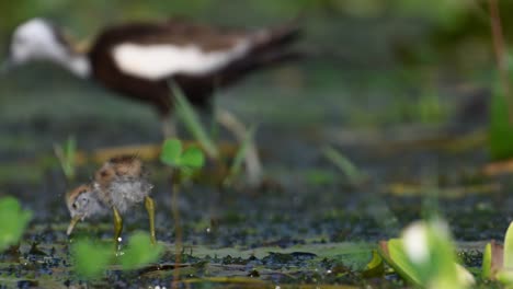 beautiful chicks of jacana feeding in water lily pond in morning