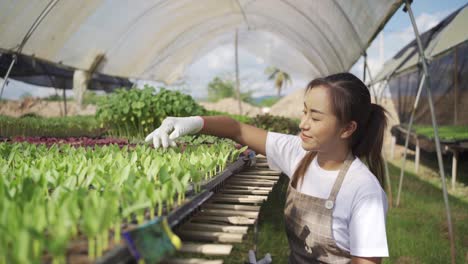 asian farmers working in vegetables organic farm with happiness,business of healthy food.