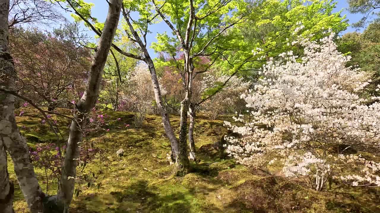日本の京都にある黄金寺院の庭で 春の花をかせている木を見ている人