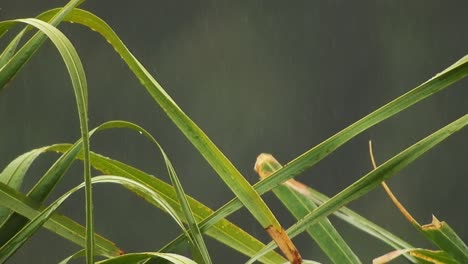 hojas de palmera arecaceae balanceándose con desenfoque de fondo y gotas de lluvia cayendo