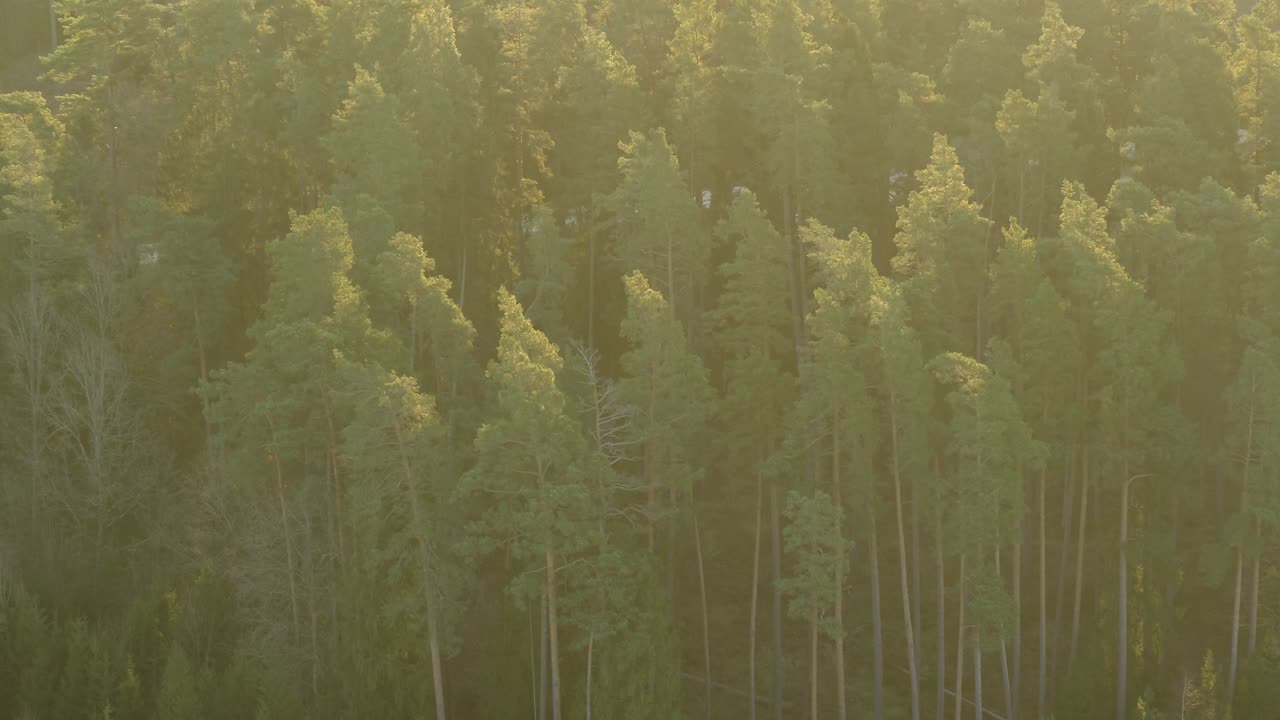 Drone aerial view of forest in the sunny autumn morning. Lithuania nature