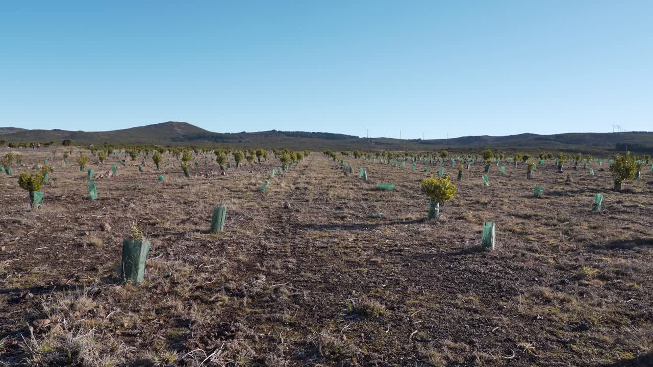 vista aérea de la nueva plantación de algunos árboles de ericacea y árboles de calluna vulgaris para ayudar en la recolección de agua de lluvia, drone girando a la izquierda mostrando la extensión de la plantación, 4k, 60fps