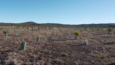 Vista-Aérea-De-Una-Nueva-Plantación-De-Algunos-árboles-De-Ericácea-Y-Calluna-Vulgaris-Para-Ayudar-En-La-Recolección-De-Agua-De-Lluvia,-Dron-Girando-Hacia-La-Izquierda-Mostrando-La-Extensión-De-La-Plantación,-4k,-60fps