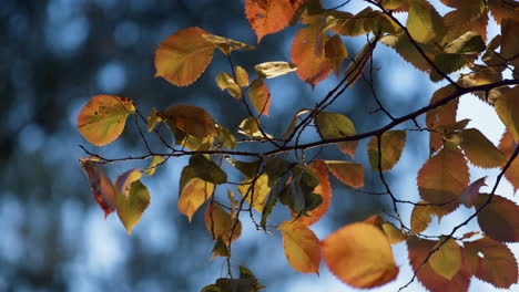 wind swing colorful leaves on thin branch close up. dry leaf falling on ground.