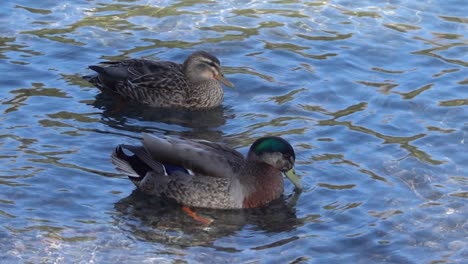 colourful pair of mallard ducks, drake and hen, float on clear water