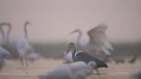 Graureiher-Angeln-Im-See