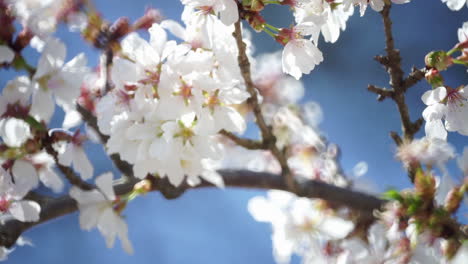 Inclínate-Sobre-Las-Flores-Del-Cerezo-Llorón