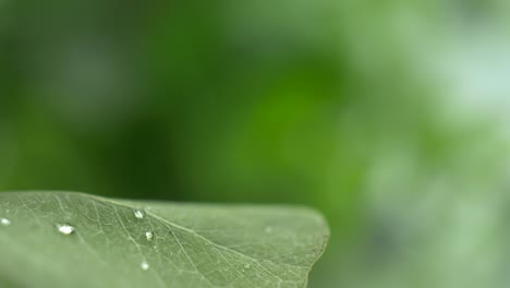 Drei-Tropfen-Wasser-Auf-Ein-Blatt-Und-Vier-Sind-Zu-Viel