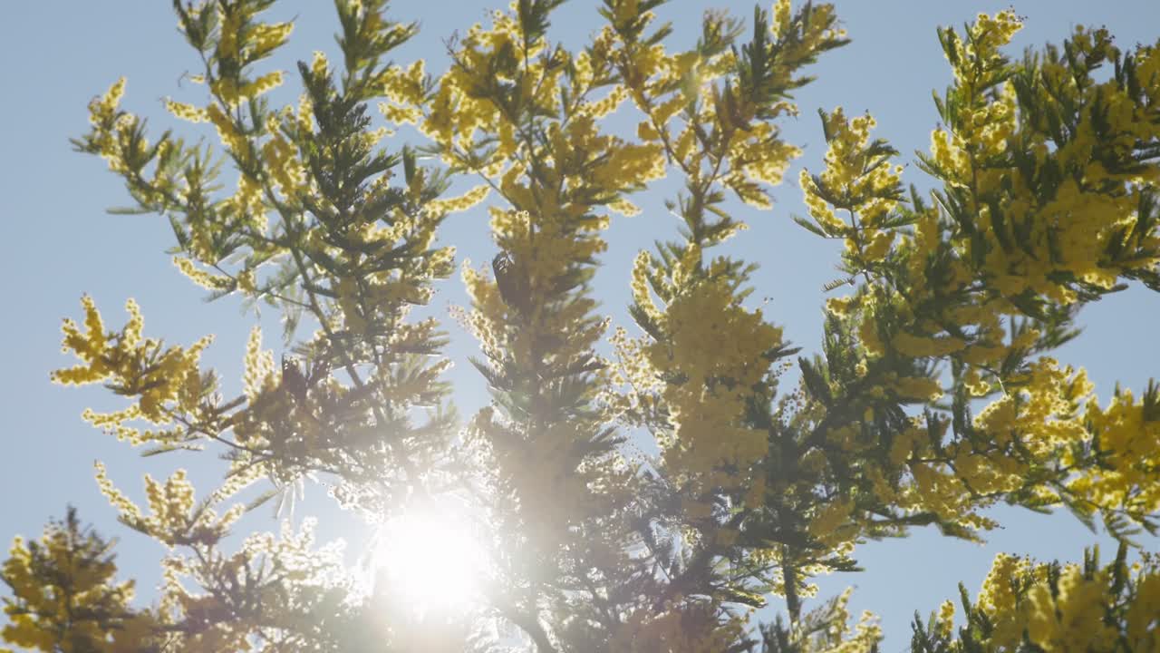 Yellow golden wattle flowers swaying gently in the spring breeze, native to Australia